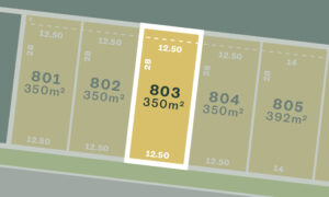 Lot 803